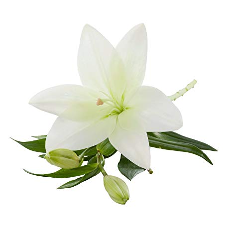 Bulk Oriental White Lilies 20 Stems