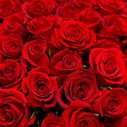 Bulk Red Roses 96 Stems