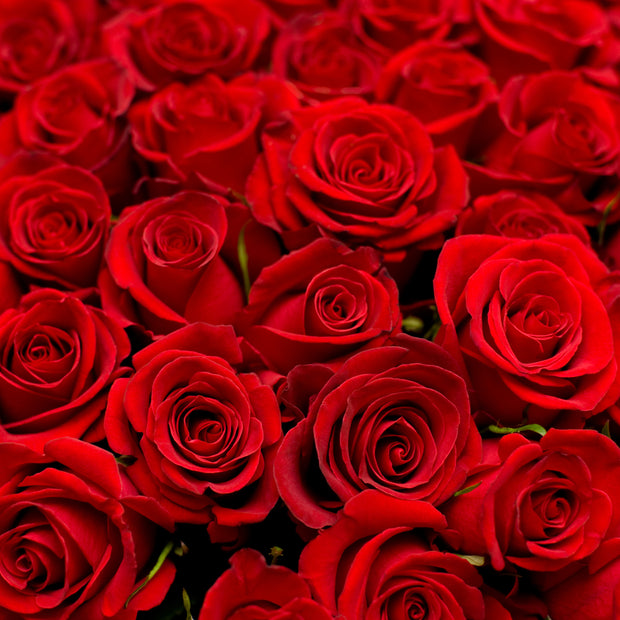 Bulk Red Roses 96 Stems