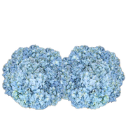Bulk Blue Hydrangea 40 Stems