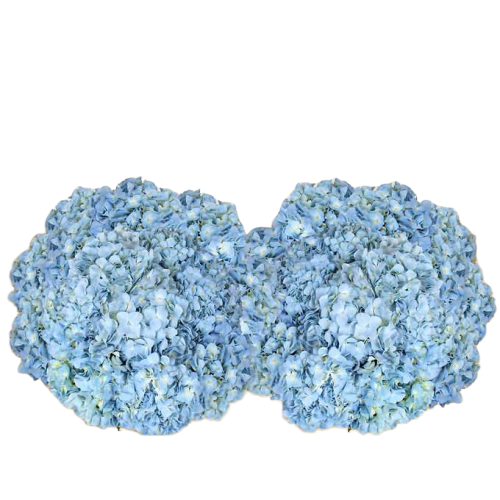 Bulk Blue Hydrangea 40 Stems
