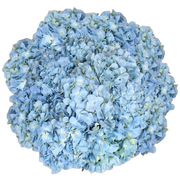 Bulk Blue Hydrangea 40 Stems