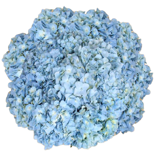 Bulk Blue Hydrangea 40 Stems