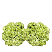 Bulk Green Hydrangea 40 Stems