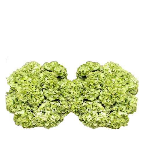 Bulk Green Hydrangea 40 Stems