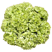 Bulk Green Hydrangea 40 Stems
