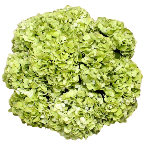 Bulk Green Hydrangea 40 Stems