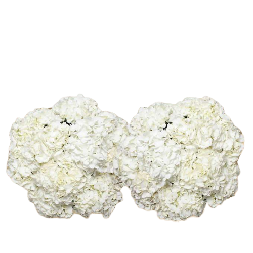 Bulk White Hydrangea 40 Stems