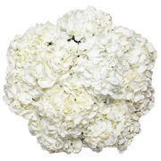 Bulk White Hydrangea 40 Stems