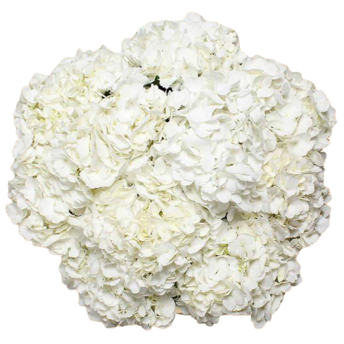 Bulk White Hydrangea 40 Stems