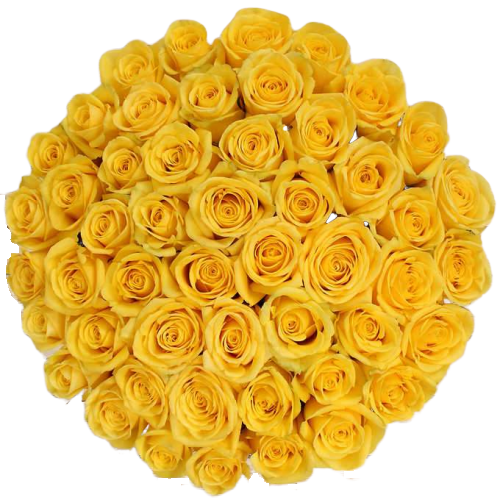Bulk Yellow Roses 96 Stems