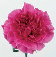 Bulk Hot Pink Carnations 150 Stems