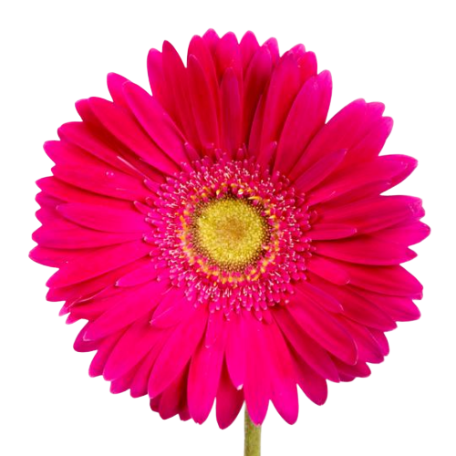Bulk Hot Pink Gerbera 50 Stems