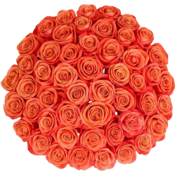 Bulk Orange Roses 96 Stems