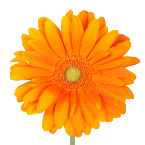 Bulk Orange Gerbera 50 Stems