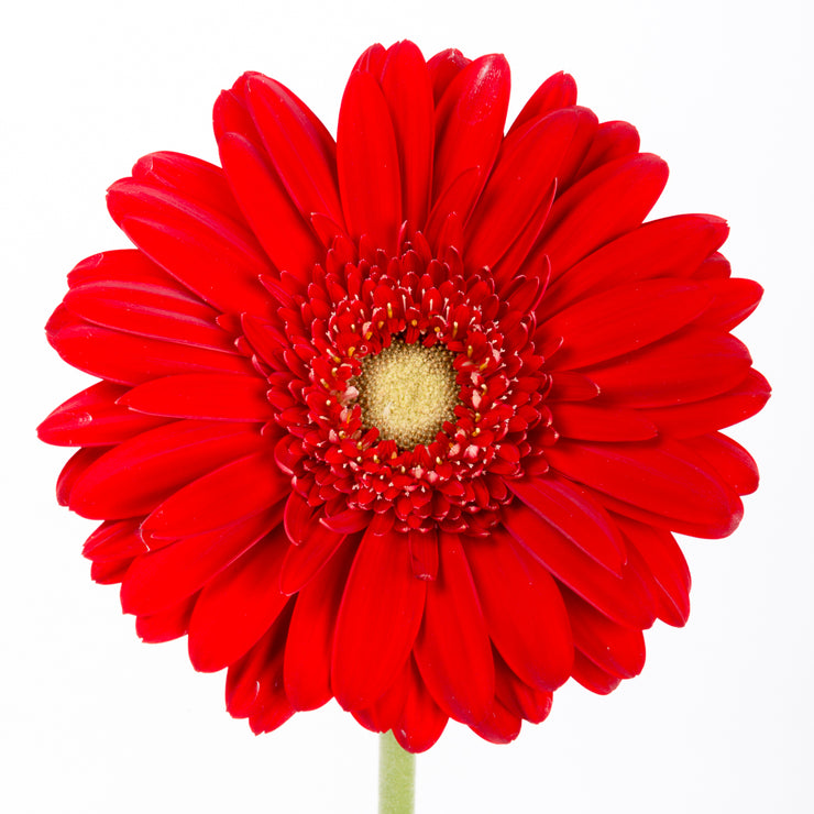 Bulk Red Gerbera 50 Stems
