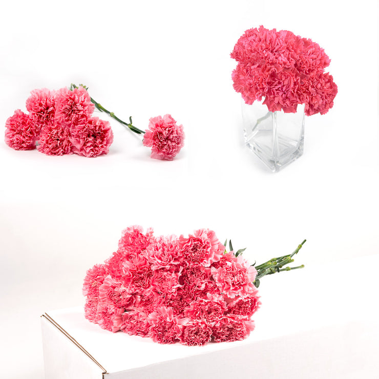 Bulk Pink Carnations 150 Stems