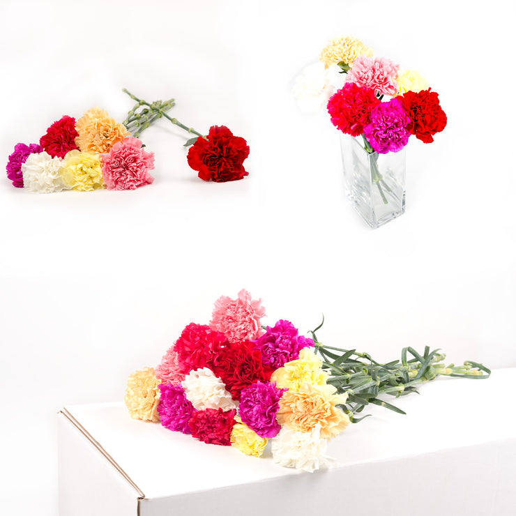 Bulk Assorted Carnations 150 Stems