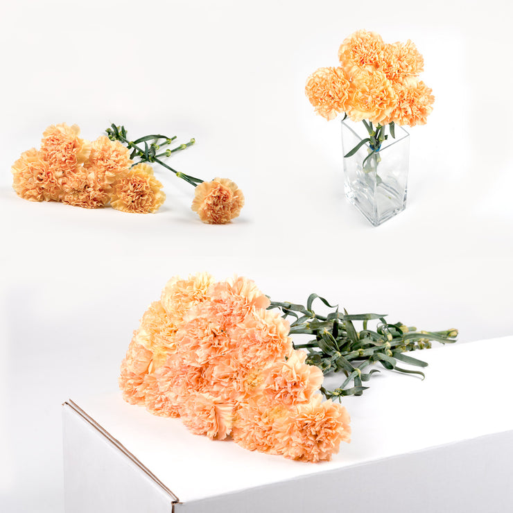 Bulk Orange Carnations 150 Stems