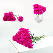 Bulk Hot Pink Carnations 150 Stems