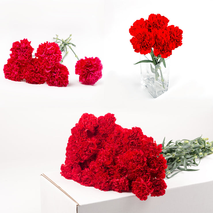 Bulk Red Carnations 150 Stems