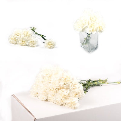 Bulk White Carnations 150 Stems