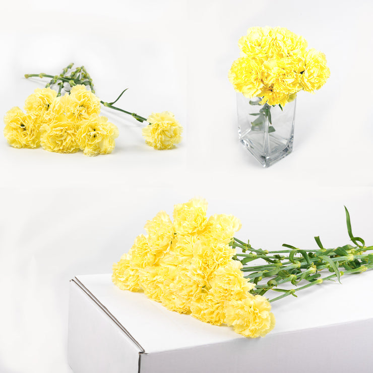 Bulk Yellow Carnations 150 Stems