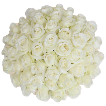 Bulk White Roses 96 Stems