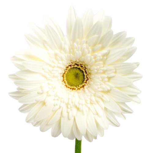 Bulk White Gerbera 50 Stems
