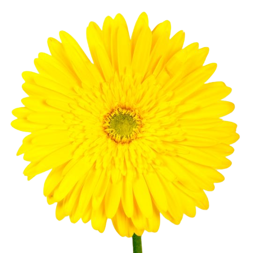 Bulk Yellow Gerbera 50 Stems