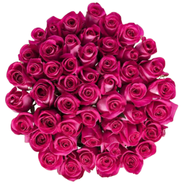 Bulk Hot Pink Roses 96 Stems