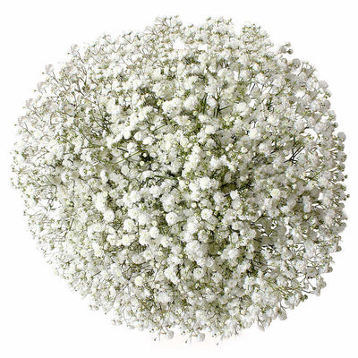 Bulk Baby's Breath 13 Bunches (10 stem/bunch)